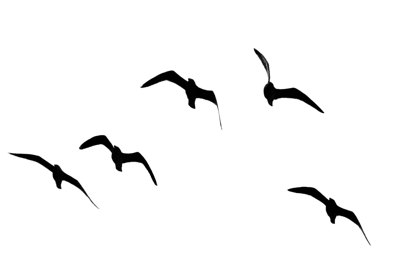 Vector Silhouette Of The Sea Birds Royalty Free Stock Photography | My ...