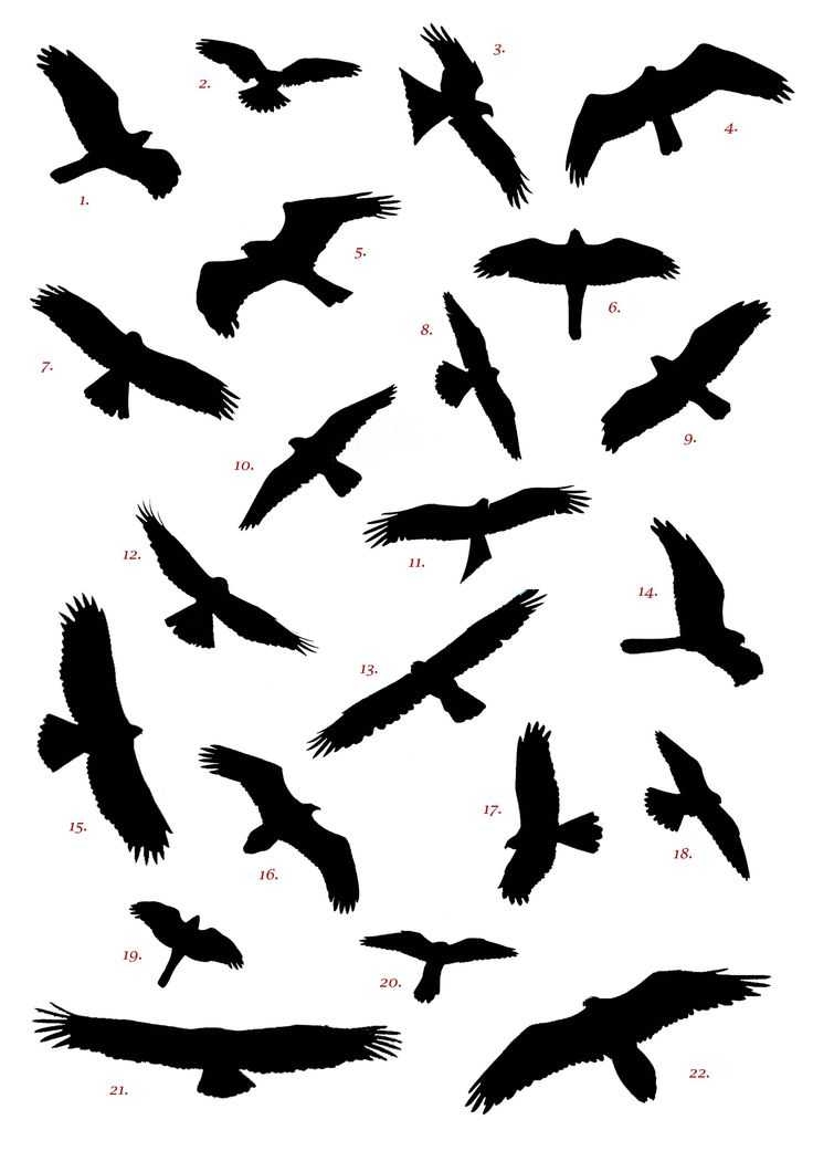 736x1041 Collection Of Silhouette Birds Tattoo
