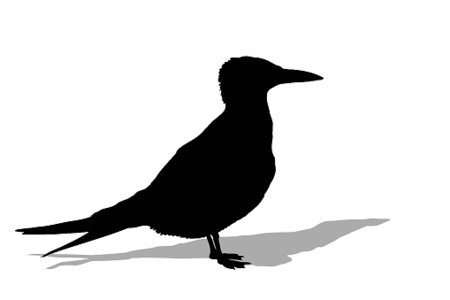 450x300 Seagull Silhouette With Shadow Premium Clipart