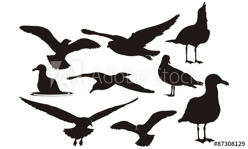 500x300 Seagulls Silhouette