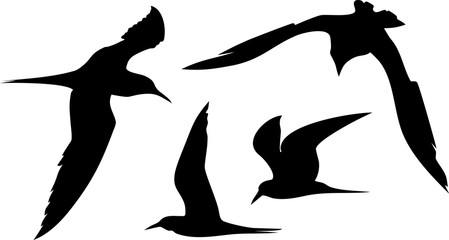 449x240 Search Photos Silhouettes Of Seagulls