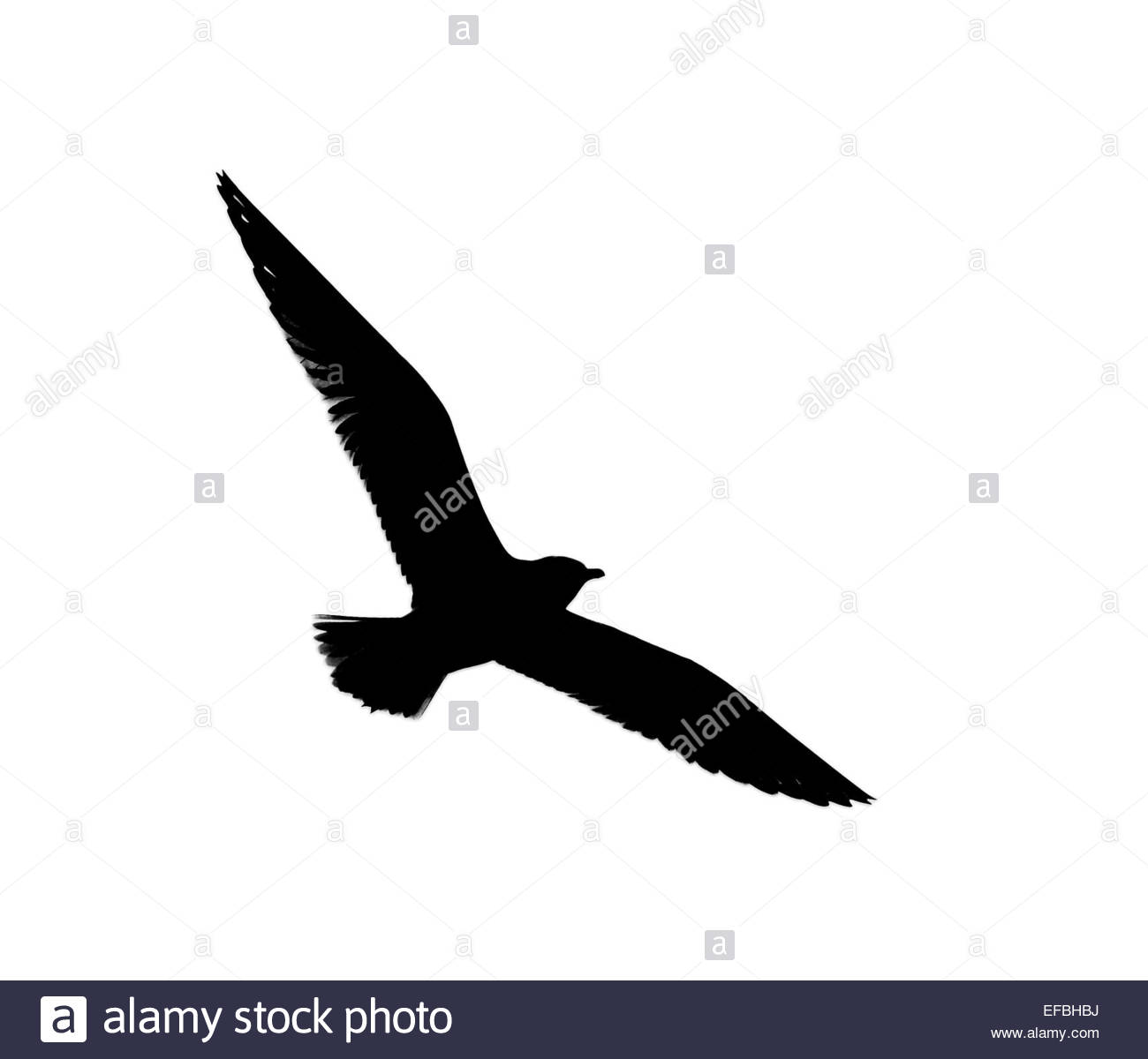 1300x1200 Silhouette Of Seagull Flying On A White Background Stock Photo