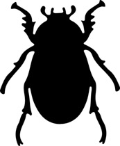 173x210 Search Results For Beetle
