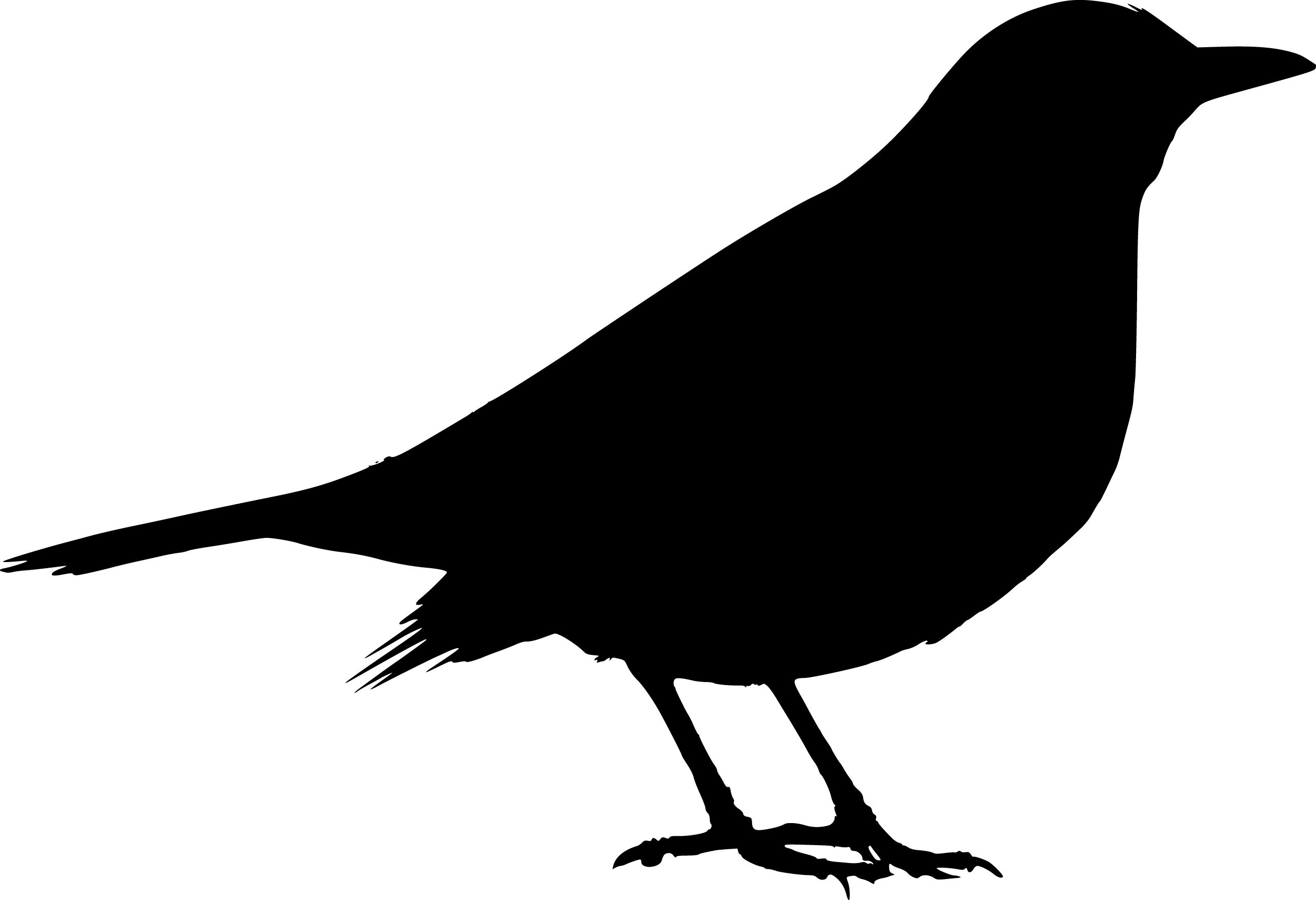 2567x1755 Bird Silhouette