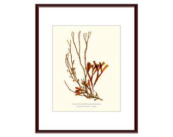 340x270 Seaweed Art Etsy
