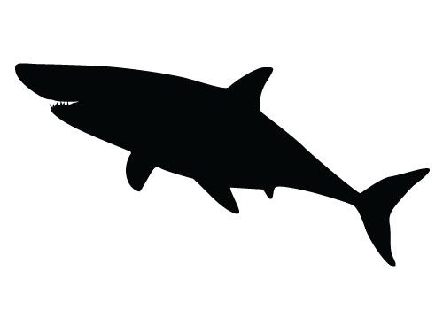 500x350 Here Is A Perfect Shark To Start Designing Sea Vector Graphics