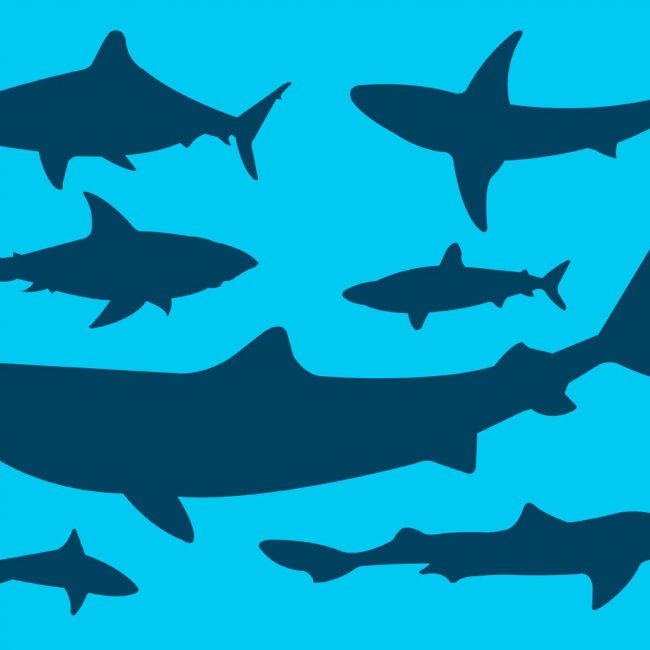650x650 Free Vector Vector Collection Of Shark Silhouettes