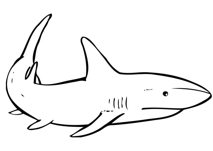 875x620 Shark Coloring Pages Great White Shark Coloring Pages Pictures