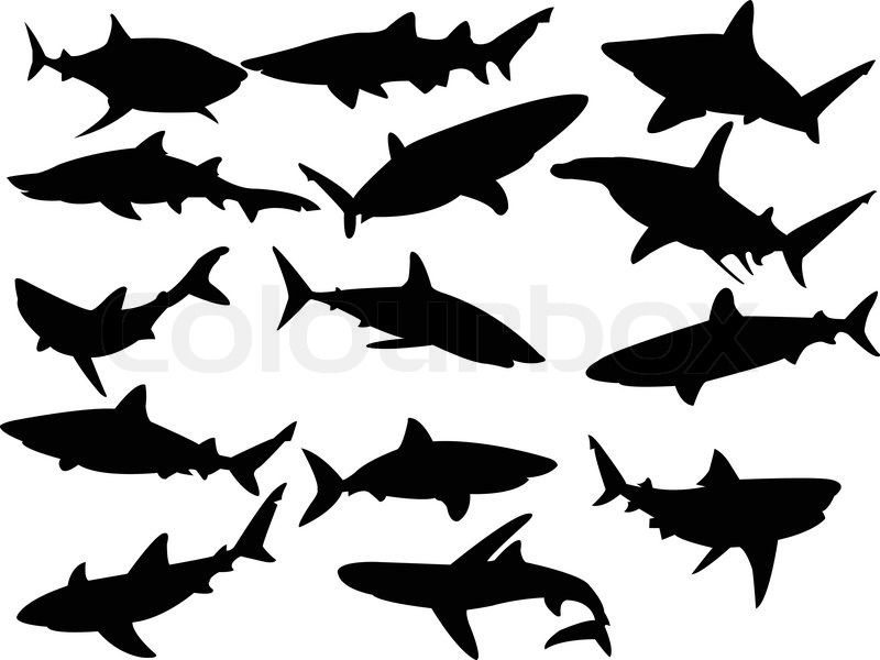 800x600 Shark Shadow Images