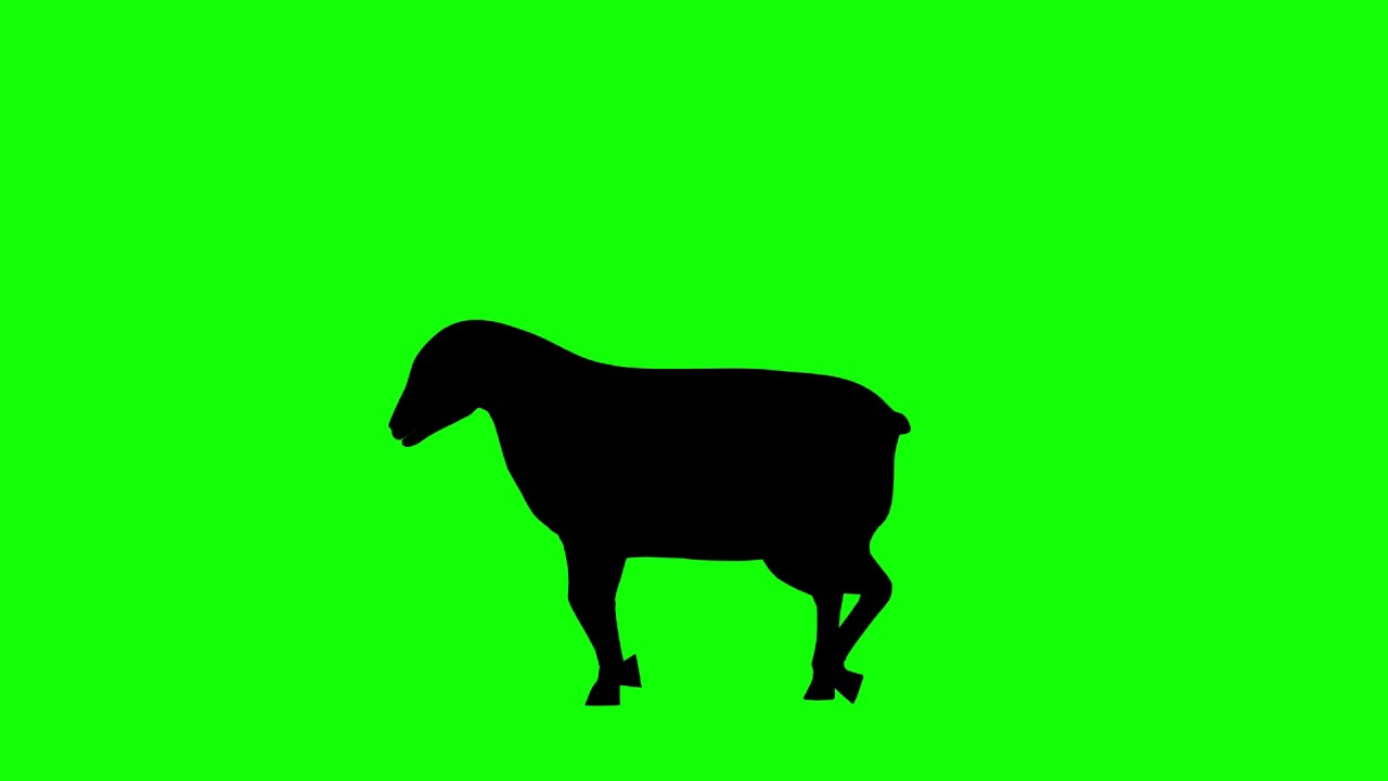 1280x720 Free Hd Video Backgrounds Animal Silhouette Sheep Walking