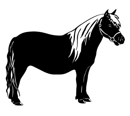 538x480 Miniature Horse Decal Sticker