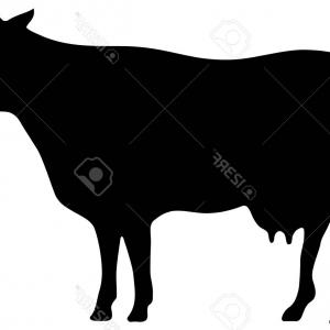 300x300 Cute Cows Relaxing In Silhouette Gm Lazttweet