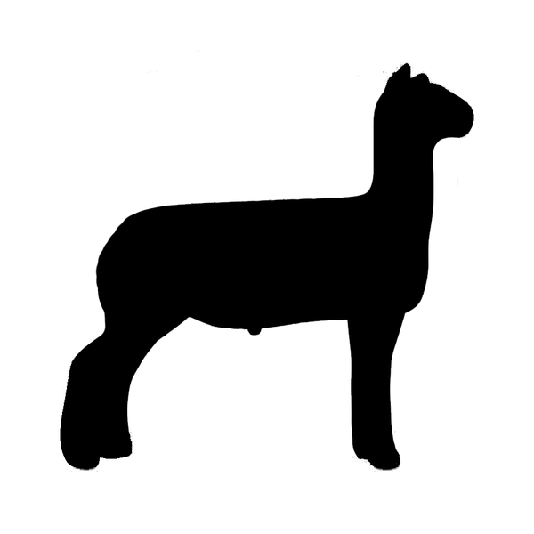 600x600 Show Lamb Outline Free Images