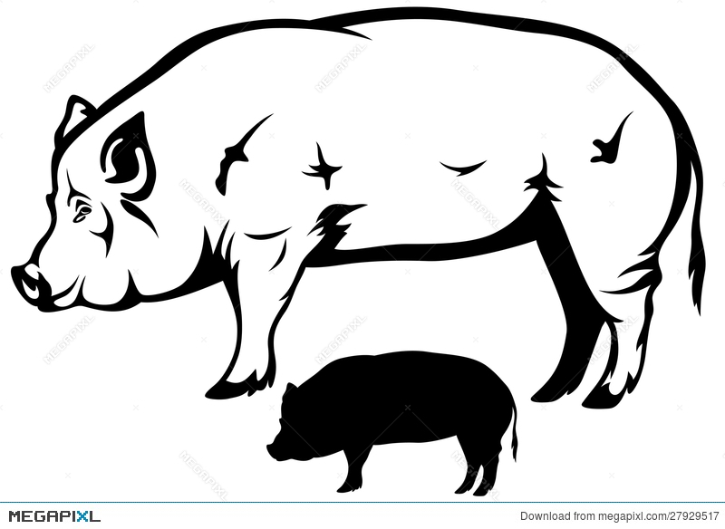 800x584 Pig Vector Illustration 27929517