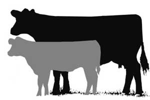 300x200 Cow Silhouette Pig Silhouette Clip Art Download Free Versions
