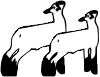 197x153 Rams Rill Family Club Lambs