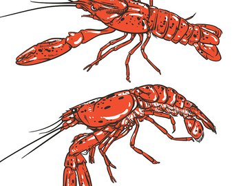 340x270 Shrimp Drawing Etsy