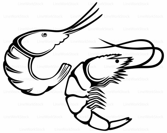 570x456 Boiled Shrimp Svgshrimp Clipartshrimp Svgshrimp Silhouette