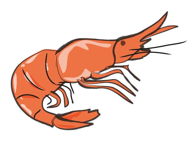 640x480 The Top 5 Best Blogs On Shrimp Silhouette Clip Art