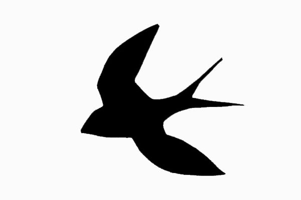 600x400 Barn Swallow Facts