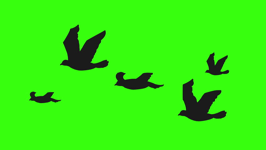 852x480 Silhouette Birds On Green Screen (For Horror Movies, Halloween