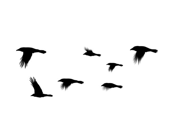 640x480 Silhouette Of Flying Bird. (Alpha Channel Included). Stock Footage