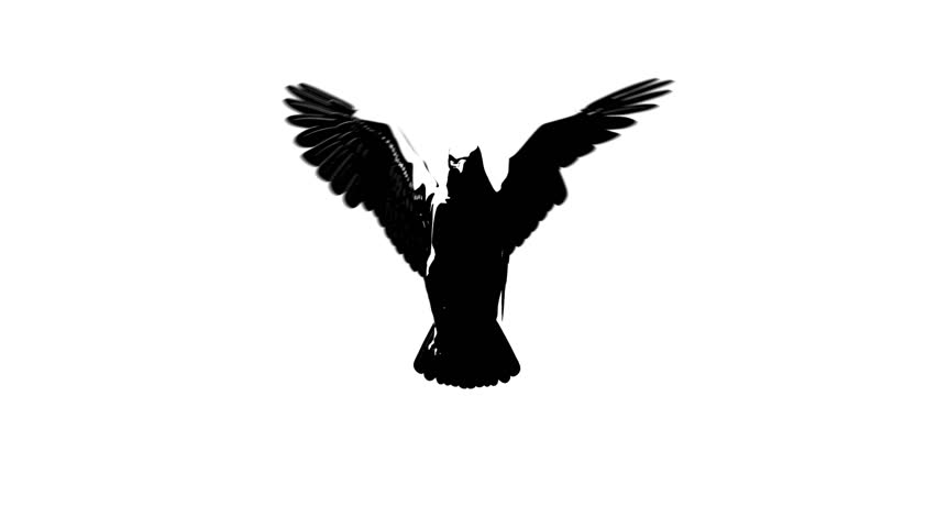 852x480 Birds Flying Free Video Clips