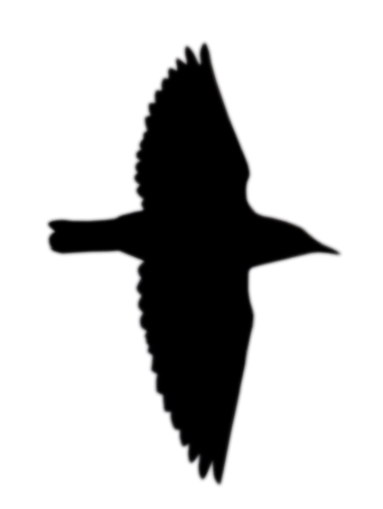 424x564 November Id Tips Winter Visitors In Flight