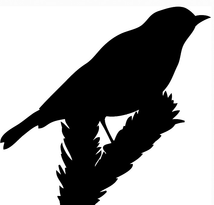 709x680 Bird On Branch Clip Art