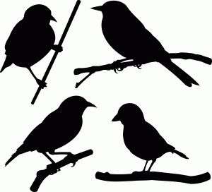 300x272 721 Best Birds On Trees Images On Bird Stencil, Garden
