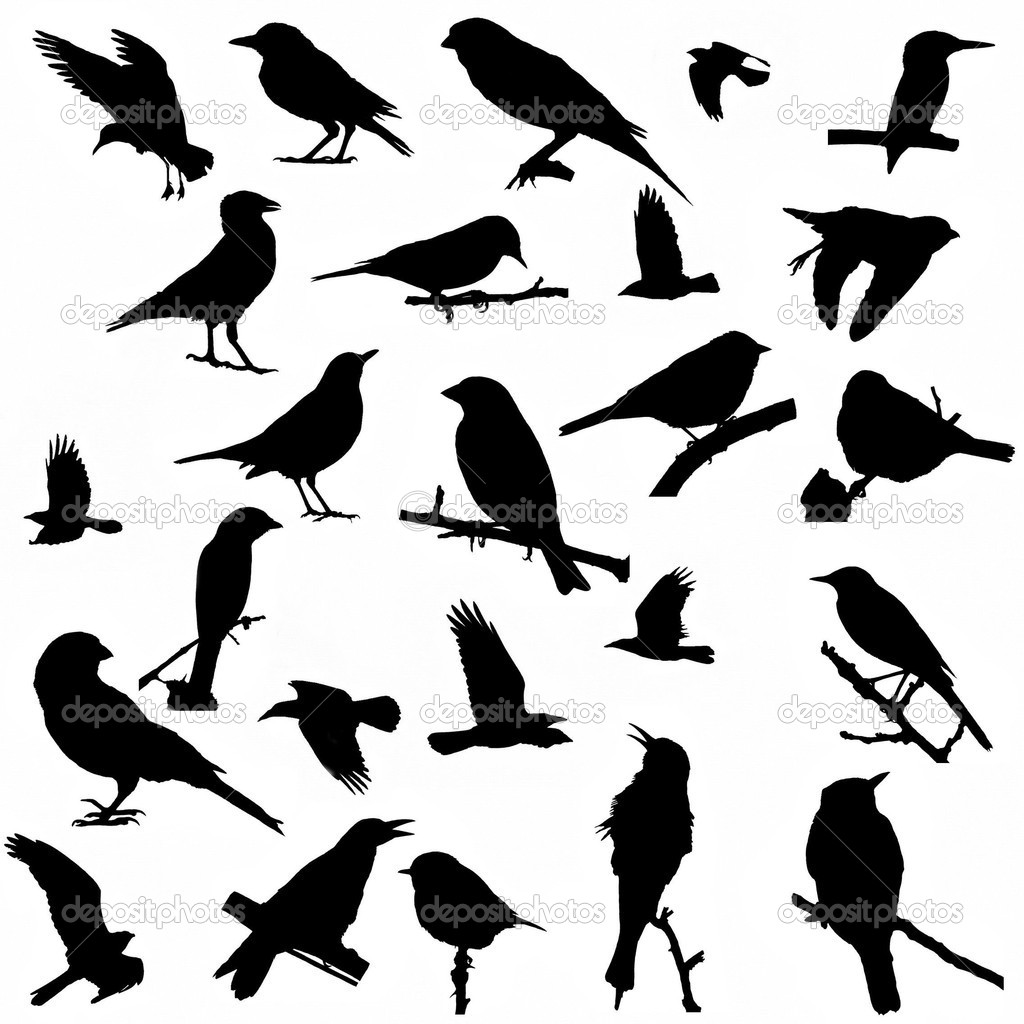 1024x1024 Depositphotos 5400311 25 Silhouette Birds Isolated On White