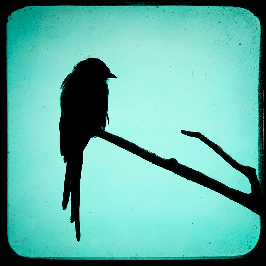 900x900 Magpie Shrike Silhouette Photograph By Gary Heller