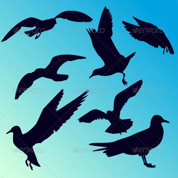 590x590 Silhouettes Of Seagulls