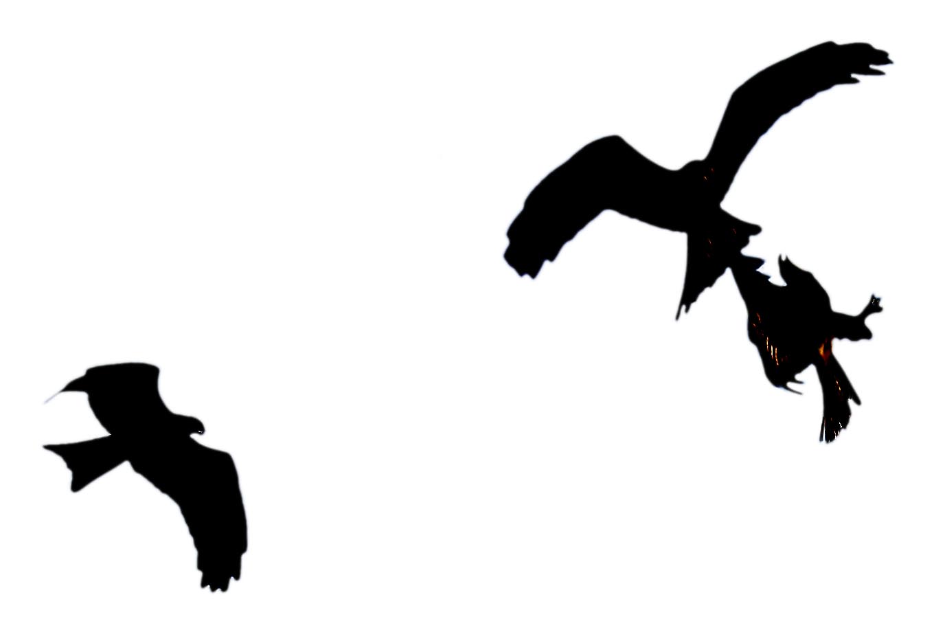 1360x920 Stock Pictures Silhouettes Of Birds In Flight