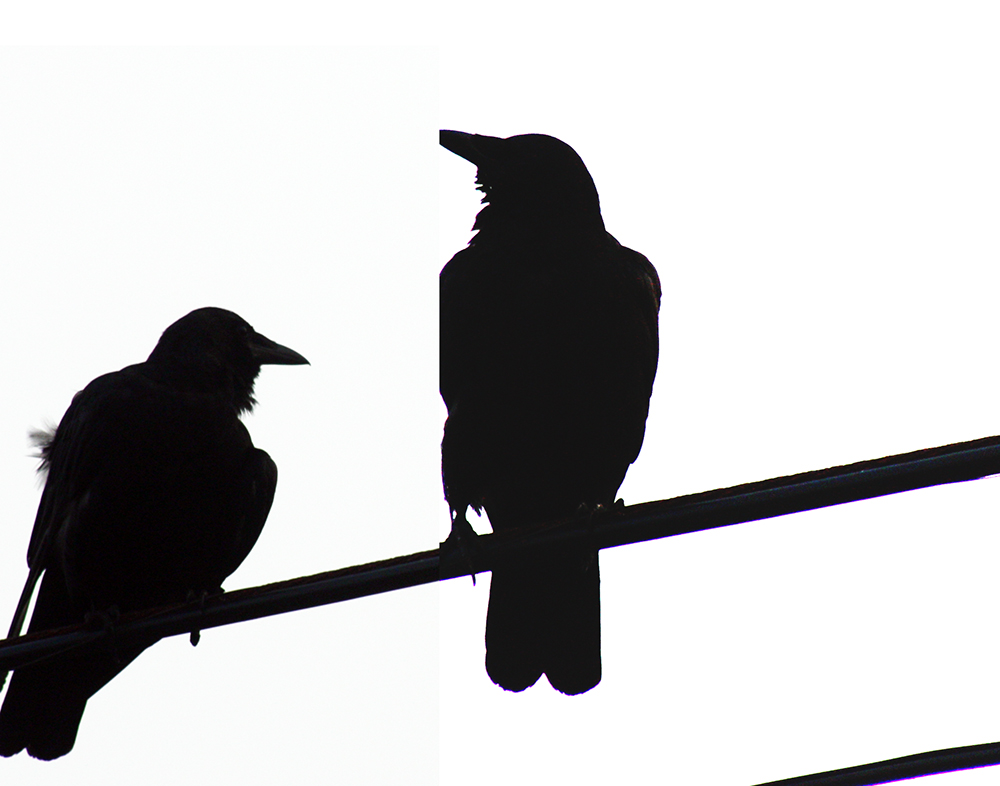 1000x786 Image Birds On A Wire Jak's View Of Vancouver V.3