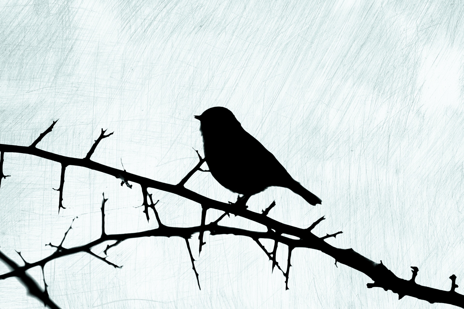 1920x1280 Silhouette Of A Bird On A Branch Free Stock Photo