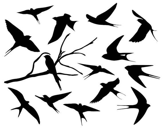 570x456 Sea Bird Clipart Bird Shadow