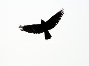 380x284 Crows Ravens, Raven Tattoo Ideas, Bird Stencil, Crow Tattoo Ideas