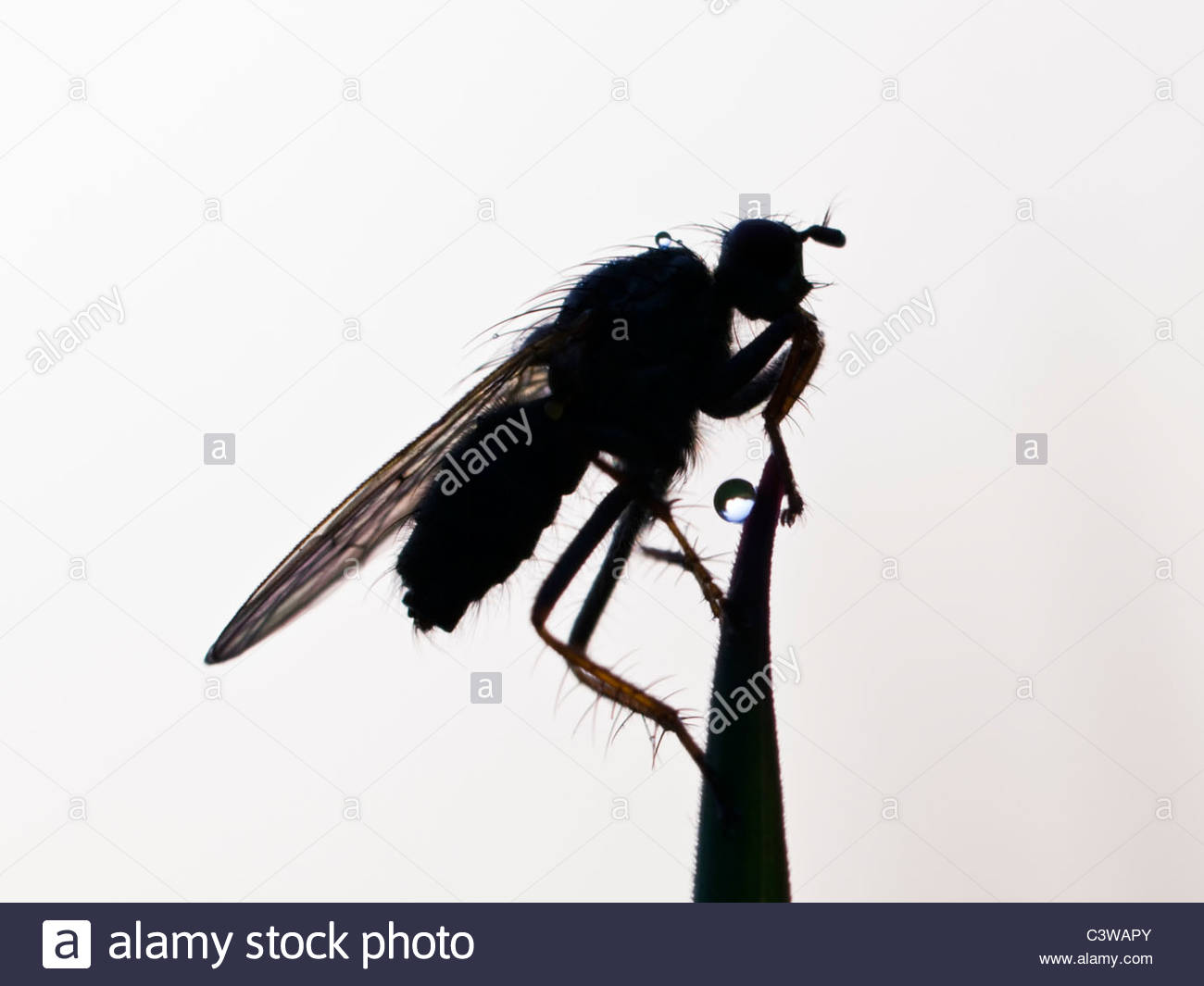 1300x1065 Silhouette Of A Fly Clinging Onto Blade Of Grass Stock Photo
