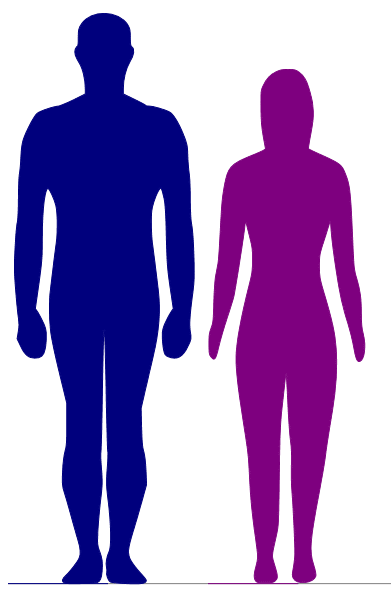 391x596 Comparing Heights Which Displays Differences In Body Shape