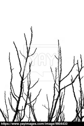 340x512 Tree Branches Silhouette Image