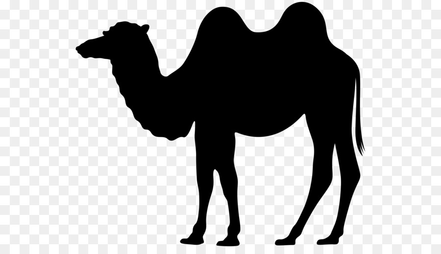 900x520 Dromedary Bactrian Camel Silhouette Clip Art