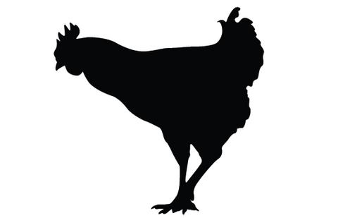 480x309 Chicken Silhouette Vector Silhouettes Vector