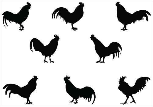 501x351 Chicken Rooster Silhouette Clipart Panda