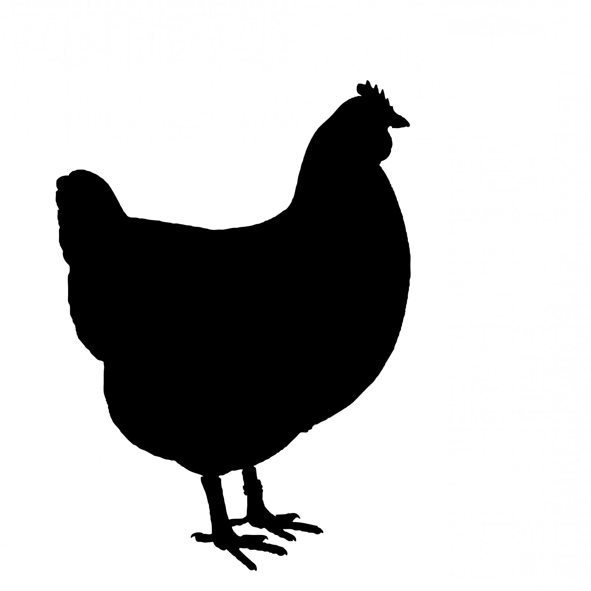 1920x1920 Top White Chicken Silhouette Clip Art Photos