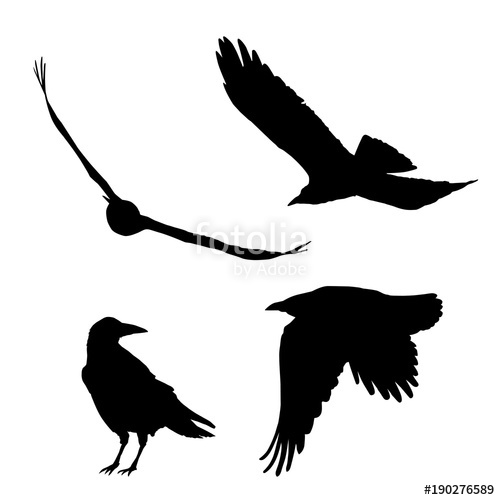 500x500 Set Of Vector Silhouettes Of Ravens Crows Stock Image