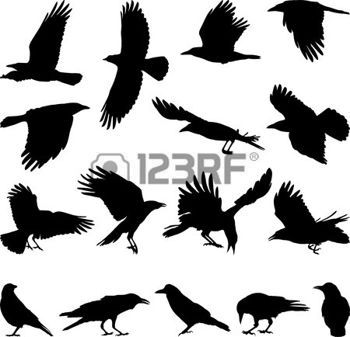 350x337 Crows Black Isolated Silhouettes Of Carrion Crow On The White