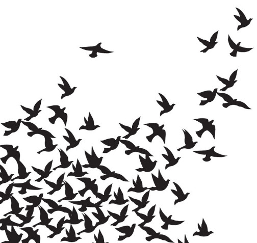 504x477 Drawn Dove Bird Flock