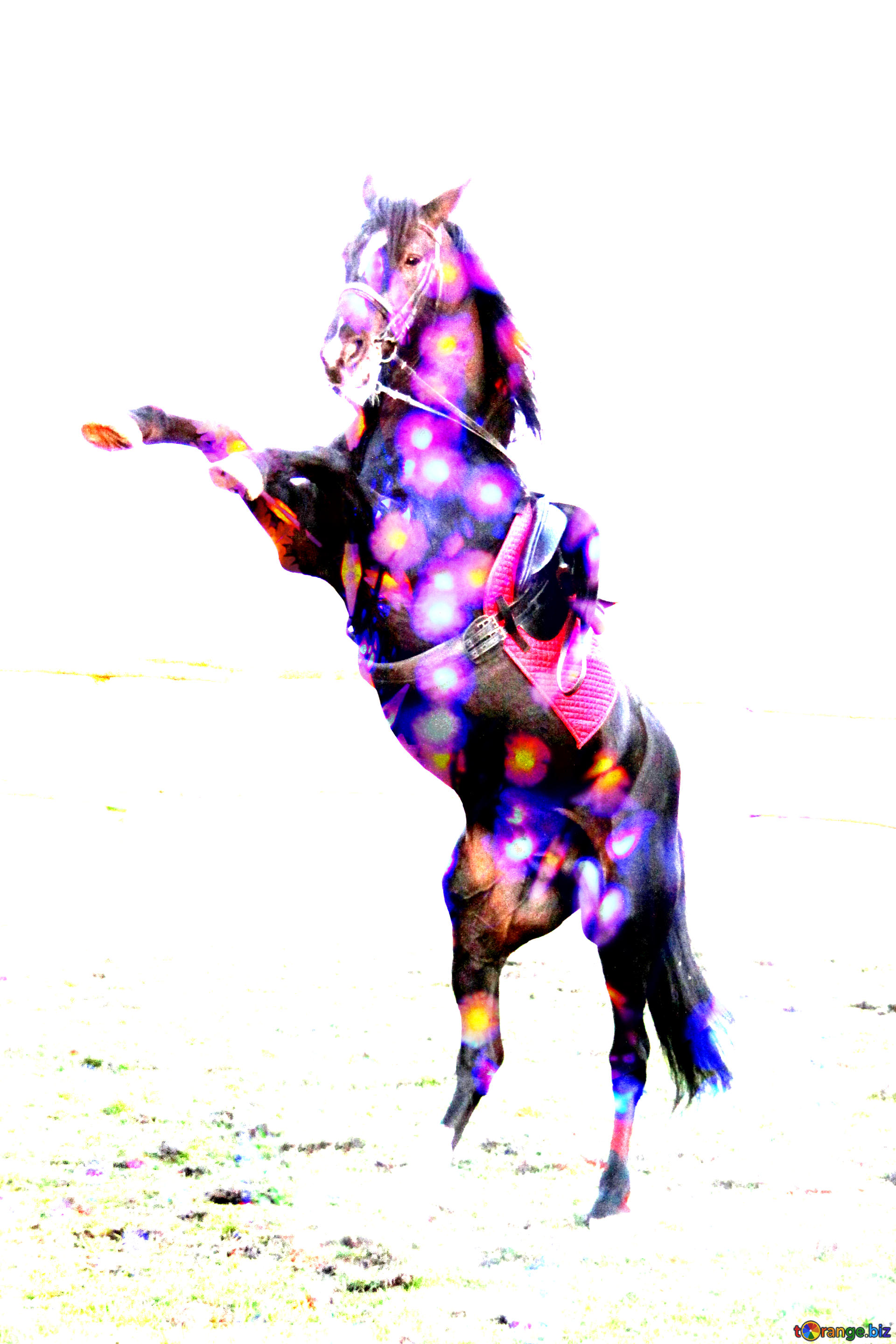 1920x2880 Download Free Picture Colorful Silhouette Horse Standing On Hind