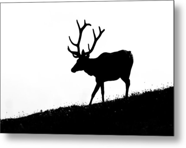 600x478 Elk Silhouette Photograph By Mark Little